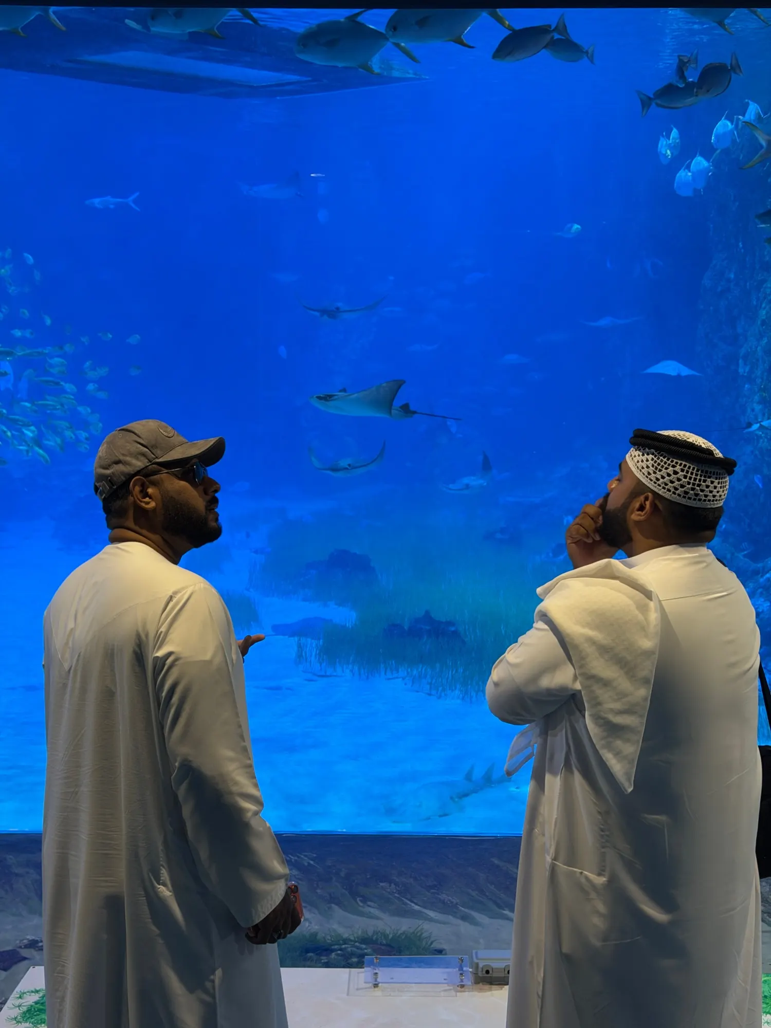 Two men in white kanduras seen from behind, looking up at a huge aquarium window with rays and shoals of fish
